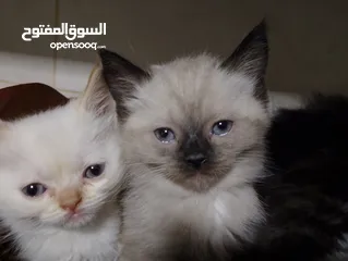  2 قطط للبيع السعار مشكله