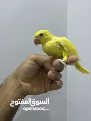  2 فروخ دره اصفر الوصف