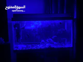  18 حوض سمك اوسكر كامل اغراضو للبيع