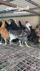  5 دجاج عماني كبار للذبح او للتربية