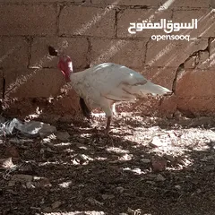  2 ذكر حبش. ابيض