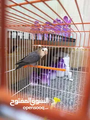  6 طير روز في اربد بيت راس السعر 16 مع القفص الموقع بيت راس  طير روزززز............... ........ ... .