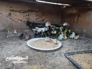  5 طيور متنوعه نضيفه كتير ترباية بيت مو قصص تجار