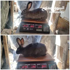  6 كوم اناث أرانب للبيع
