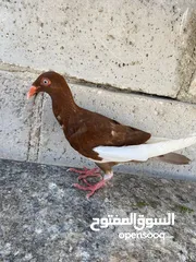  9 جواز ملحيات نخب النخب كلو مكفول وشغال  بالصلاه على النبي وجوز سلافر وفرخ مسود سلافر مقلوب