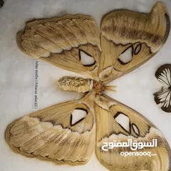  2 فراشة (atlas moth) اكبر فراشة بالعالم للبيع