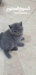  1 قطط صغيرة ماركات