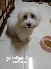  2 كلب فرنش تيرير للبيع