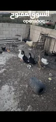  3 بط للبيع بط