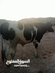  5 فعور للبيع