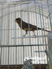  2 مكاوي ومجموعه اقفاص