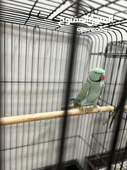  1 ببغاء  ذكر بالغ ازرق مع لون خفيف اخضر في الجناح