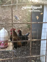  10 جايه وديك بلدي للبيع