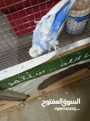  6 طيرتين وفحل هوجو رومو حنونات جدا للبيع او البدل علي طيور 50 دينار