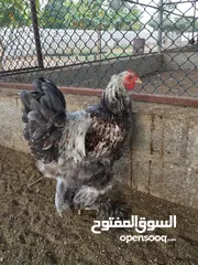  3 حجل باكستاني و صفر و دجاج كوشن وبراهم ودجاج عماني و ارانب