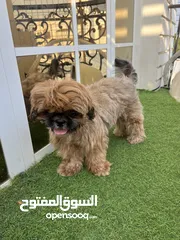  3 كلب شيتزو انثى Shih Tzu female