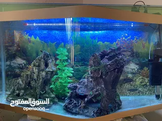  3 حواض سمك للبيع