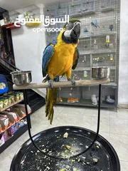  3 ببغاء مكاو ازرق اليف جدا ولعوب