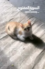  7 ذكر وانثى و5 قطط صغار