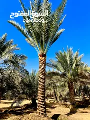  2 Date Palm Trees