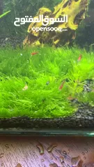  7 Beautiful aquarium plants for sale