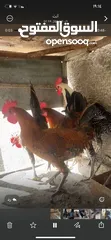  4 طيور مزرعه زرب الصواوين