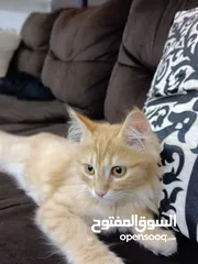  2 Persian Kitten