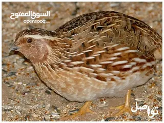  1 فر عمر 35 يوم 1.5 الجوز