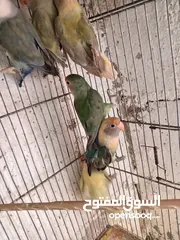  15 طور روز  ألوان بتجنن الله يبارك لصاحب النصيب. روز البينو عين حمرا. البينو بيور من انناحي