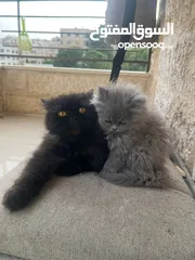  6 قطط سكوتش فولد مكس عدد 2  العمر شهرين وأسبوع إناث للبيع بسعر مغرررررري