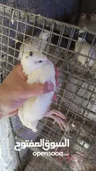  4 طيور الفري لونين ابيض و اسود اعمار مختلفة