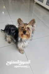  3 yorkshire Terrier