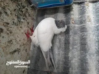  11 متاح  جواز  حمام الماني  كلو شغال جوز بلوني احمر تحته بيض وطيره مزهوراي حمره مع فرخها  وطيره مسوداي