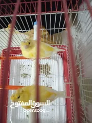  2 زوج كناري موشوش البيع مع قفص