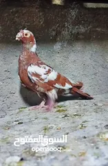  9 بسم الله الرحمن الرحيم   متاح بالصلاة على النبي   مسود قراقطه شامي   مطوق احمر   مطوق اسود   عنابي ا