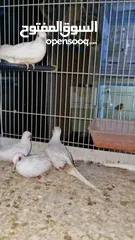  2 snow white silky diamond doves