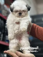  4 Shihtzu puppy