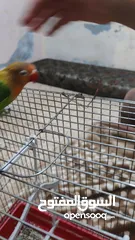  3 جوز فيشر اليف للبيع ذكر وانثى