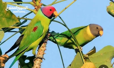  2 سعر الحبه 40دينار فراخ بالم هد كانو زق يدوي والآن مفطومات اليفات ولعوبات  بيجو طيران صحه ونظافه
