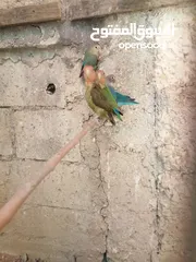  3 ثلث جواز شغالات الوان حلوه جوزين روز أخضر وزيتي تركواز وجوز فشر ازرق راس اسود وجوز للبيع او البدل
