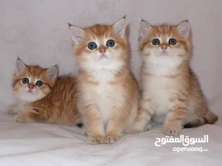  3 نشتري قطط سكوتش وبريتش الإعمار من شهرين ل3