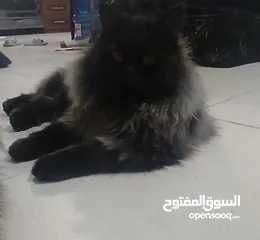  4 قطط للبيع نوع شانشلا