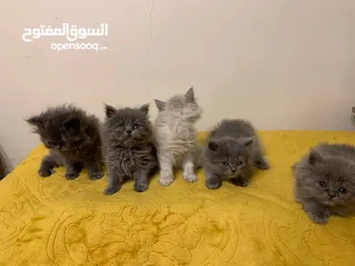  4 قط بيرشن و هميلايا و سكوتش