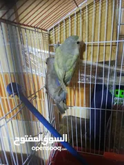  8 انثى كوكتيل البينو عين حمرا اليف ولعوب وهادي وشغاله جوز روز شغلات واليفات امنتيجات عندي وذكر روزاليف