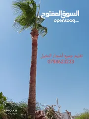  2 فني أشجار النخيل