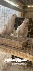  2 جواز للبيع