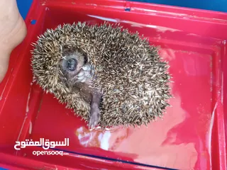  4 قنفذ للبيع
