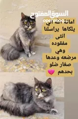  1 قطة مفقوده الي عنده خبر عنها يتواصل وياي