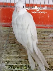  5 كوكتيل أنثى برونز فالو