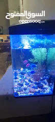  5 Fish Aquarium full Set